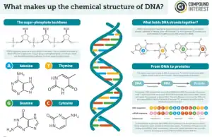 DNA Structure