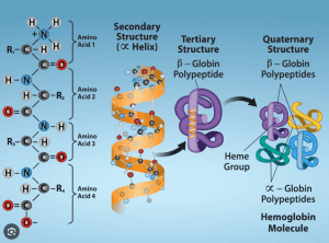Protein Structure